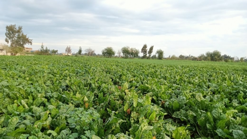 محاصيل شتوية بكفر الشيخ