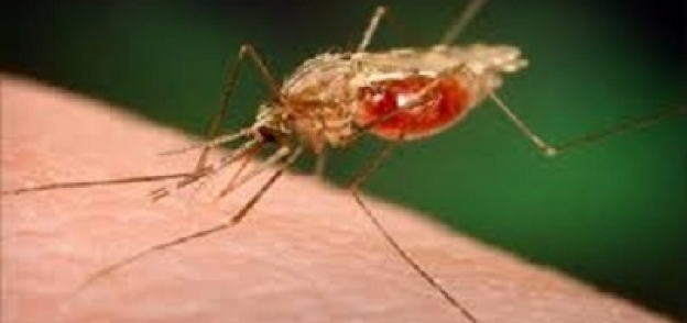 الحشرة المسببة للملاريا
