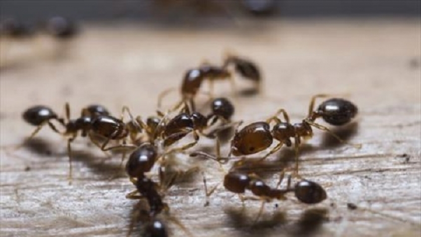 هل ظهور النمل من علامات الحسد؟