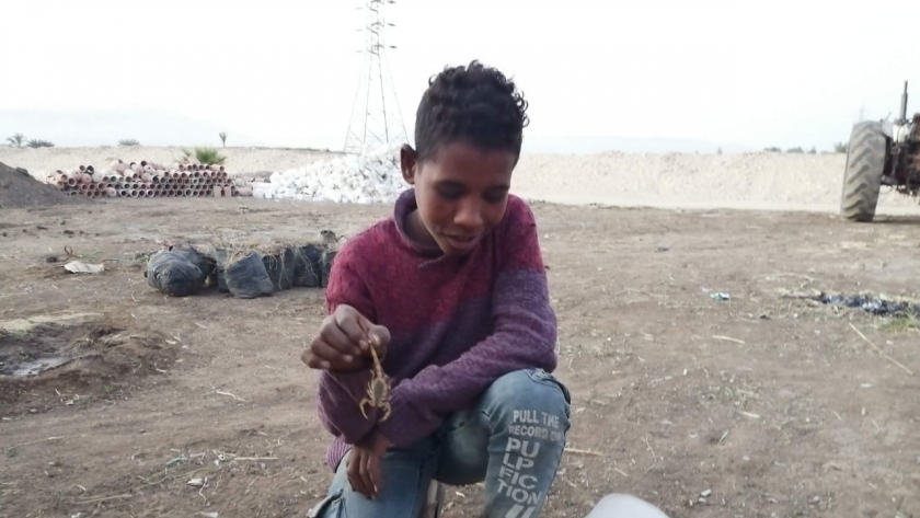 صور.. طفل صعيدي صياد عقارب: تحولت من هواية إلى مصدر دخل