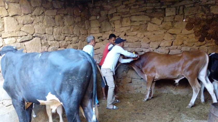 "الفيوم" تُطلق الحملة القومية الأولى لتحصين الماشية ضد الحمى القلاعية