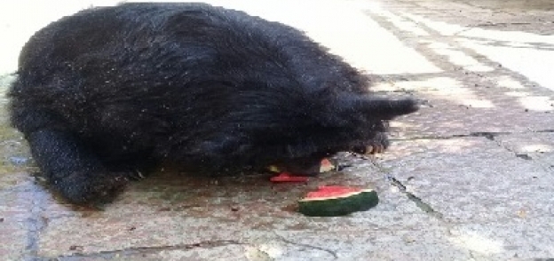 الحيوانات تأكل ثمار البطيخ المثلجة