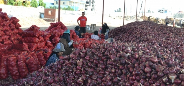 عاملات أثناء فرز محصول البصل قبل تصديره