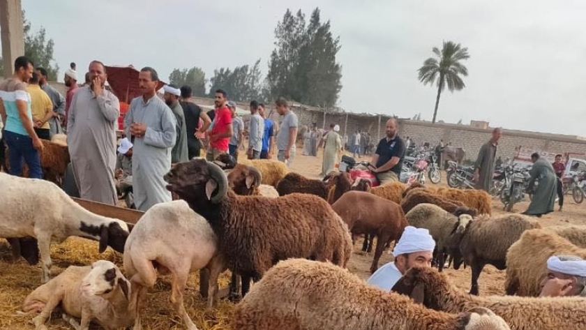 عودة الحياة لسوق الماشية في بيلا مؤقتًا وسط إجراءات احترازية مشددة 