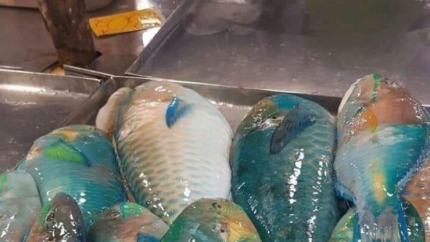 أسماك الببغاء.. المعروفة باسم أسماك الحريد