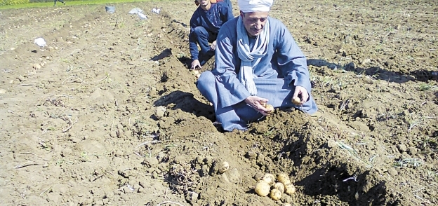 مزارعو البطاطس يشكون احتكار المستوردين للتقاوى