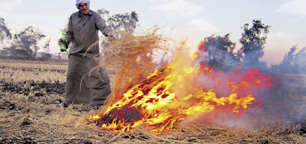 الحكومة تواجه ظاهرة حرق قش الأرز بالغرامة «صورة أرشيفية»