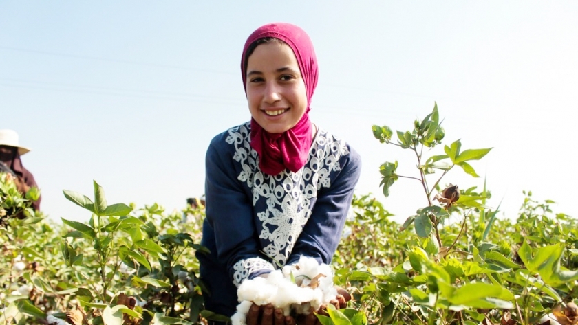 مزارعة مصرية تحتفل بموسم حصاد القطن