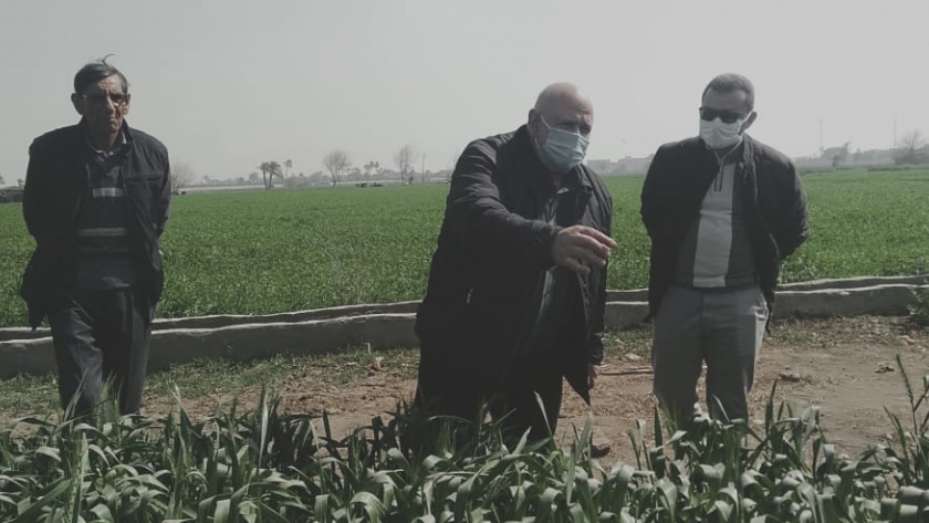 "الزراعة" تطمئن على الحالة المرضية للقمح فى محافظة بنى سويف
