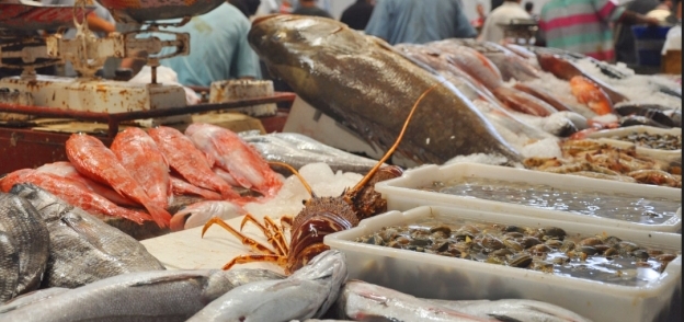 أسعار السمك اليوم في مصر