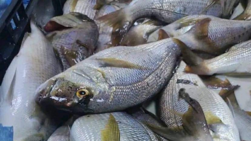 أسعار السمك اليوم- تعبيرية