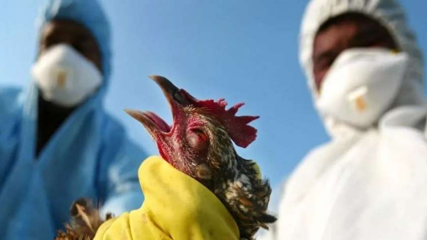 إنفلونزا الطيور في الهند