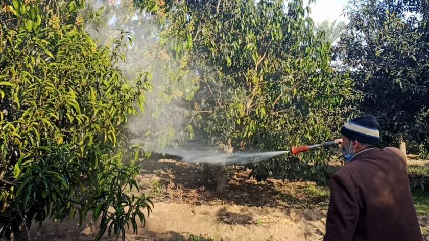 مزارع يرش المانجو لحمايته من ارتفاع الحرارة