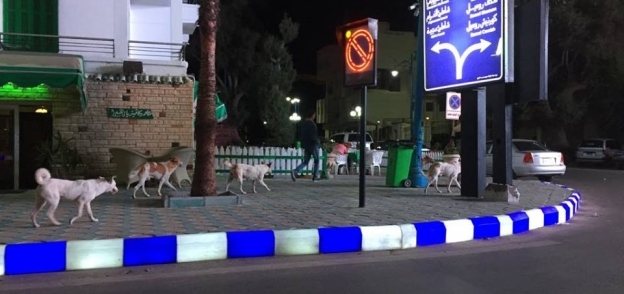 أعداد من الكلاب الضاله تمر بجوار ديوان عام محافظة مطروح أمام فندق سياحى المواجه للمحافظة