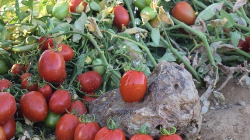 صورة لزراعة الطماطم