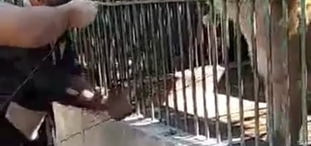 عامل بحديقة حيوان الإسكندرية يضرب أسد