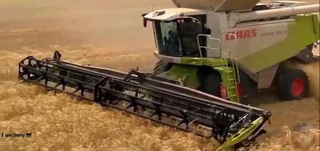 حصاد القمح بالوادي الجديد