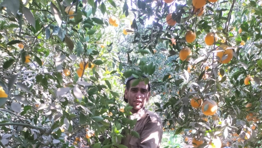 البرتقال يزين حقول القليوبية في موسم الحصاد