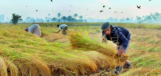 حصاد محصول الأرز