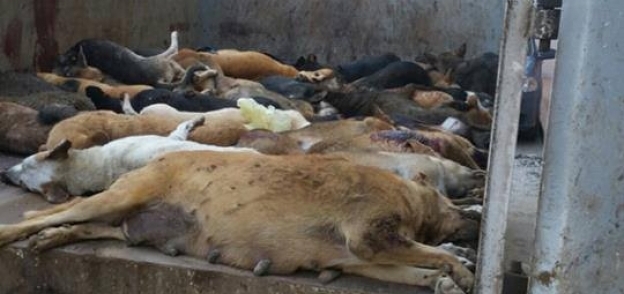 الرعب يجتاح أهالي طنطا في محافظة الغربية بسبب عقر كلاب مسعورة لـ 27 مواطن والأمن يطاردها