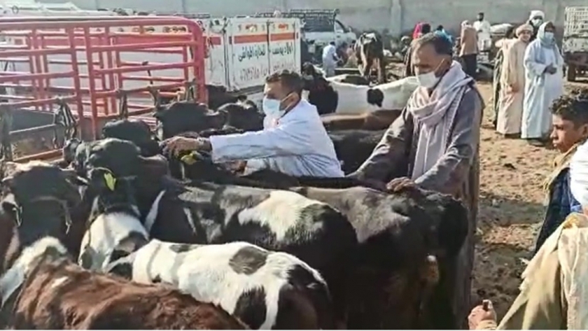 "شعبة اللحوم" تحذر من ذبح إناث الماشية بعد ارتفاع أسعار الأعلاف