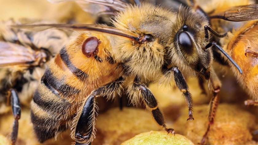 نفوق النحل في أمريكا
