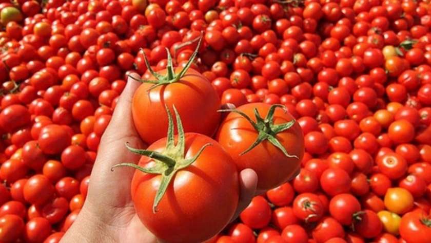 الطماطم تثير ذعر كورونا في عدة محافظات تركية