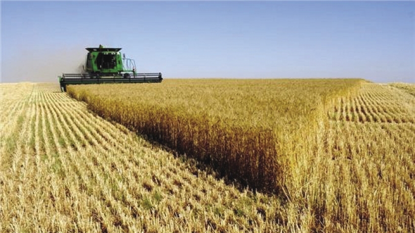 حصاد القمح بالميكنة الزراعية في أوكرانيا