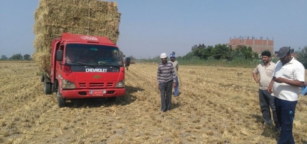 جمع قش الأرز وحملات توعية للمزراعين بالغربية