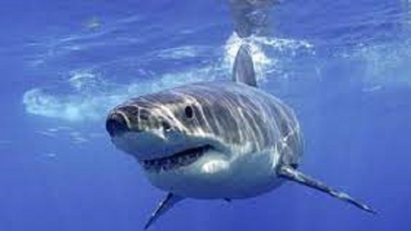 أسماك القرش بدأت تظهر بكثرة في البحر المتوسط