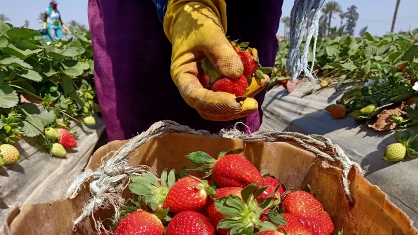 أسعار الفاكهة في أسواق مصر