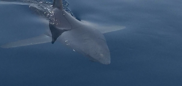سمكة القرش التى هاجمت طالب بالسويس أمس