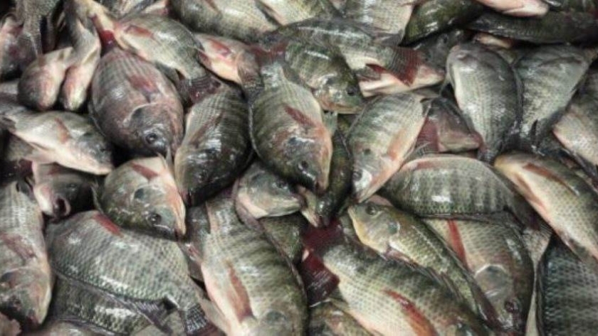 أسعار الأسماك في الدقهلية