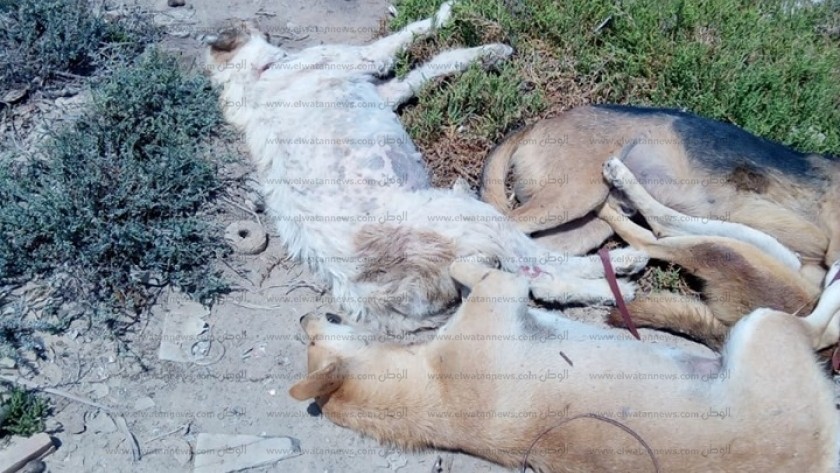 إعدام كلاب ضالة ببرج العرب