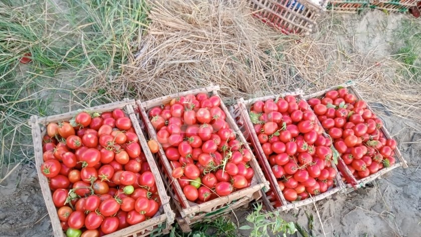 انخفاض أسعار الطماطم اليوم.. تعبيرية
