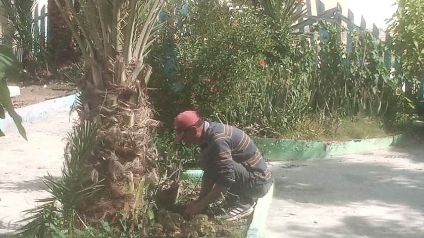 زراعة شتلات الأشجار المثمرة في مدينة بيلا بكفر الشيخ