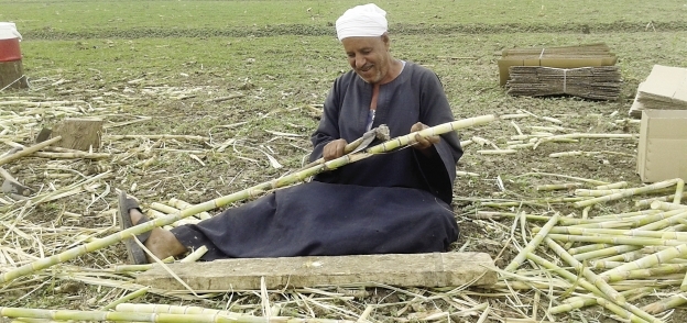 «موسى» مزارع فضل بيع محصوله لأصحاب العصارات بدلاً من مصانع السكر