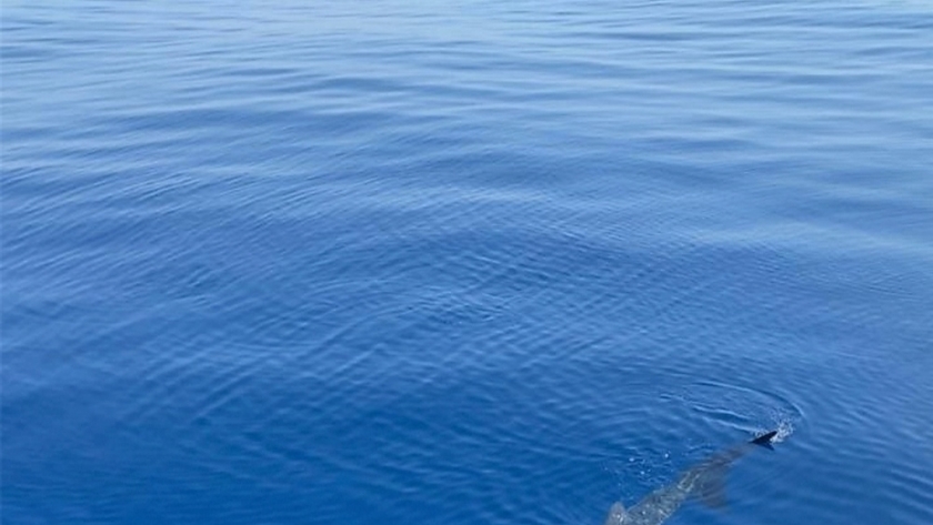 ظهور القرش الحوتي بشواطئ الغردقة