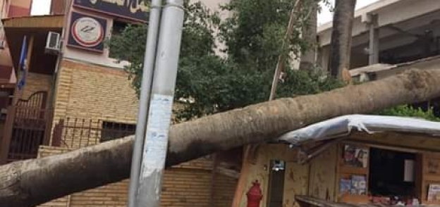 أشجار ضخمة تساقطت بالقرب من مدرسة بنت الشاطيء بدمياط