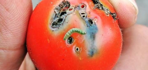 ظهور آفة التوتا ابسوليوتا على الطماطم