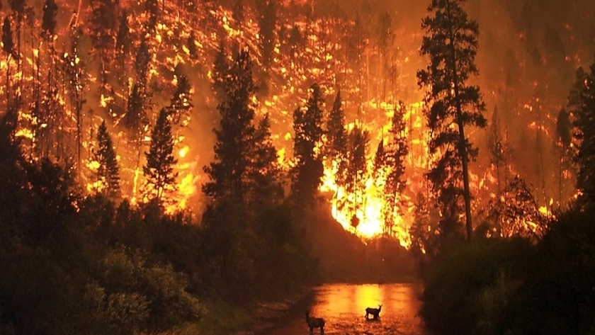 حرائق غابات نتيجة ارتفاع درجات الحرارة- أرشيفية