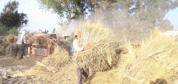 مزارع يجمع «القش» بعد استخلاص الأرز من المحصول