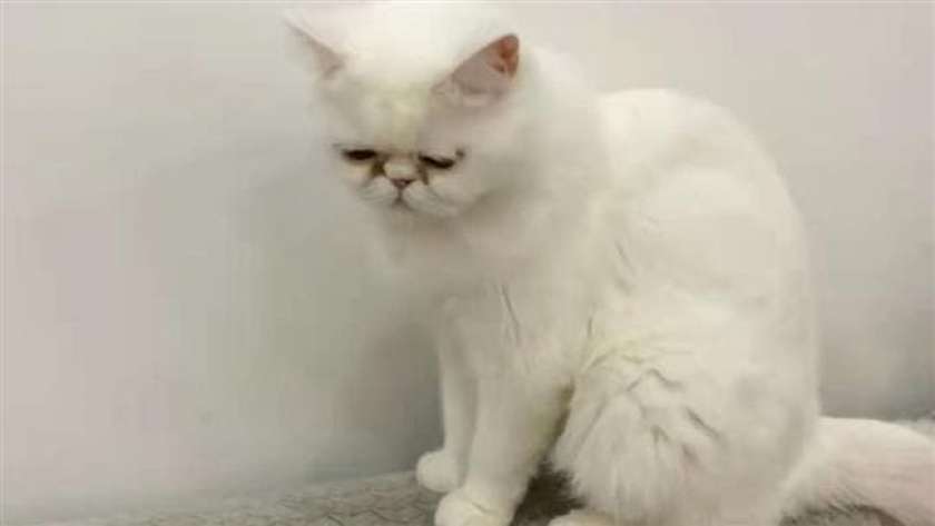 صورة متداولة لإحدة القطط المصابة بكورونا