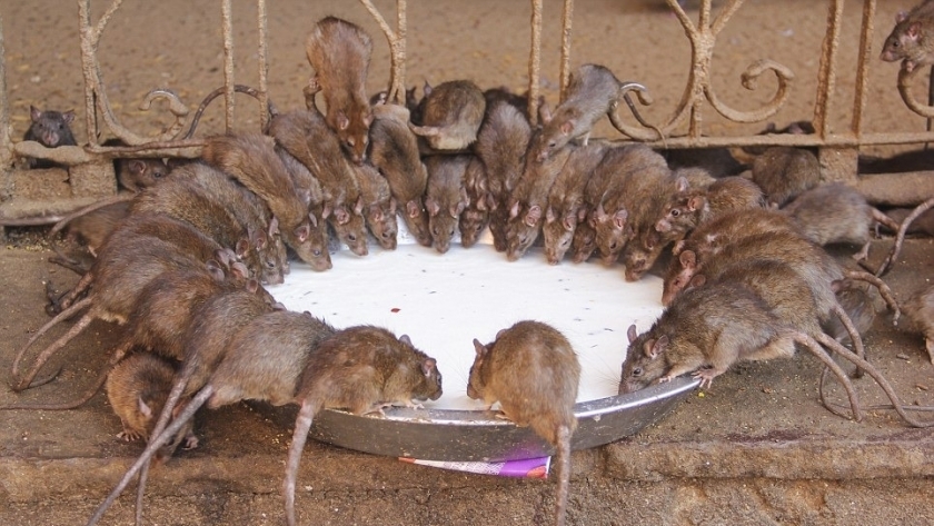 إطلاق حملة لمكافحة القوارض من الفئران لحماية محصول القمح