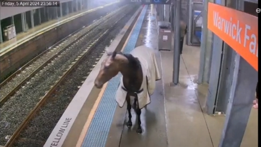 حصان يتجول في محطة قطار بسيدني