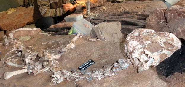 حفريات الديناصور