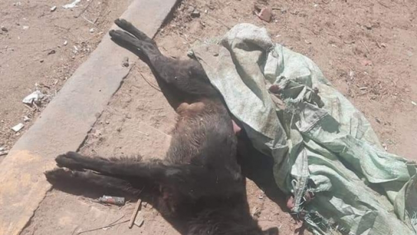إعدام الكلاب بالسم في بني سويف يثير جدلا على مواقع التواصل الاجتماعي