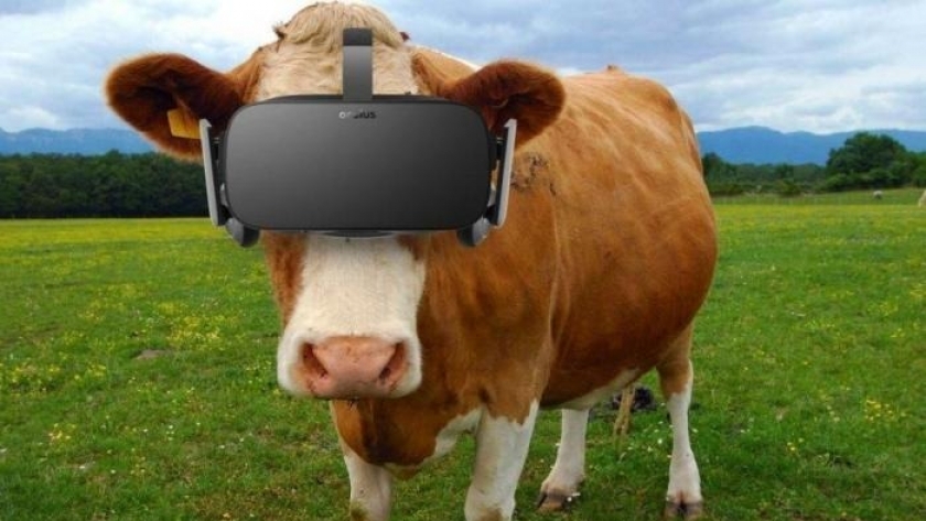 استعمال نظارات VR مع الأبقار لإدرار الحليب