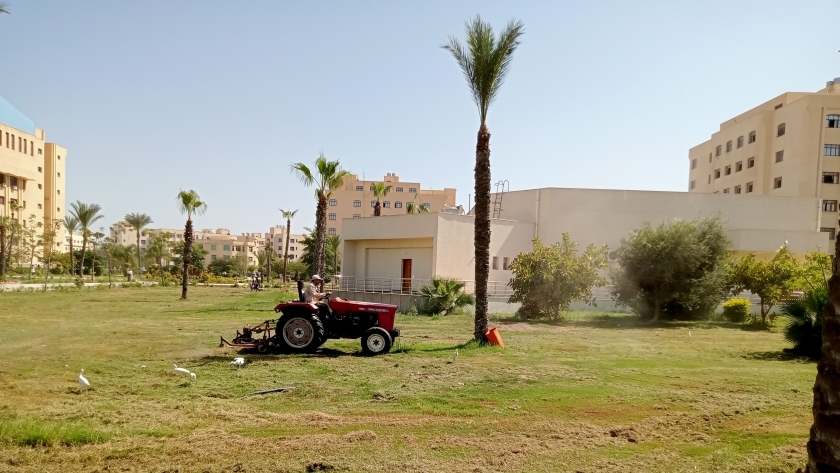 زراعة مساحات خضراء في كفر الشيخ
