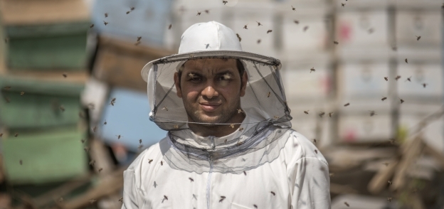 محمد هجرس، خبير تربية النحل
